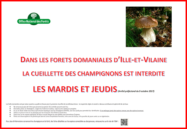 cueillette champignons